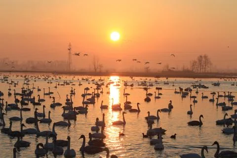 Swans lake Stock Photos