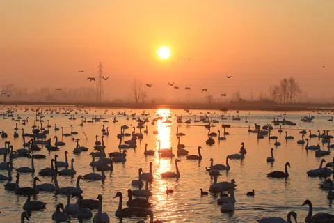 Swans lake Stock Photos
