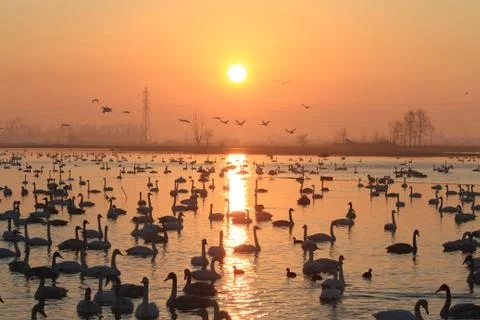 Swans lake Stock Photos