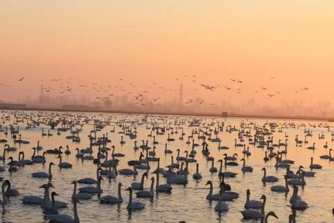 Swans lake Stock Photos
