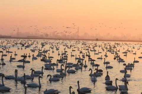 Swans lake Stock Photos