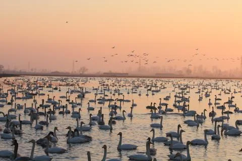 Swans lake Stock Photos