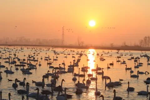 Swans lake Stock Photos