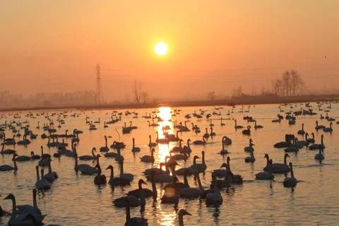 Swans lake Stock Photos