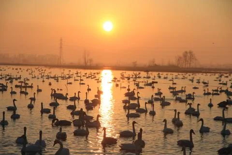 Swans lake Stock Photos