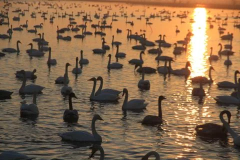 Swans lake Stock Photos