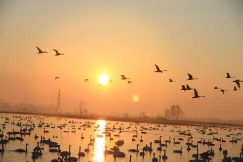 Swans lake Stock Photos