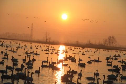 Swans lake Stock Photos