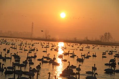 Swans lake Stock Photos