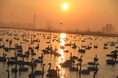 Swans lake Stock Photos