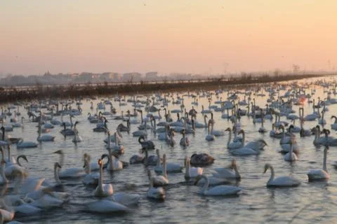 Swans lake Stock Photos