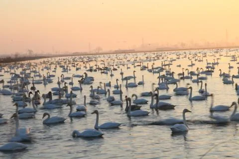 Swans lake Stock Photos
