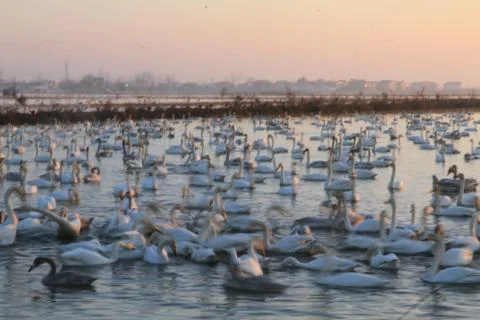 Swans lake Stock Photos