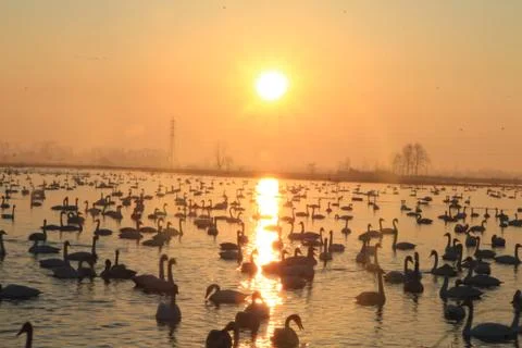 Swans lake Stock Photos