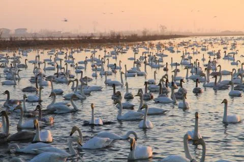 Swans lake Stock Photos