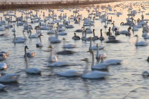 Swans lake Stock Photos