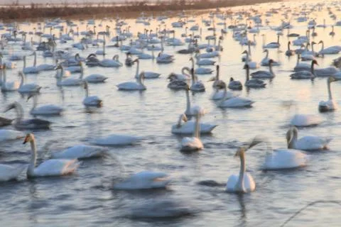 Swans lake Stock Photos
