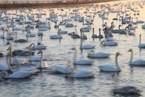 Swans lake Stock Photos