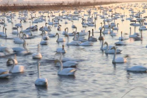 Swans lake Stock Photos