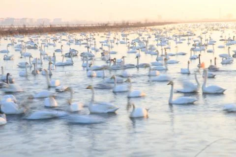Swans lake Stock Photos