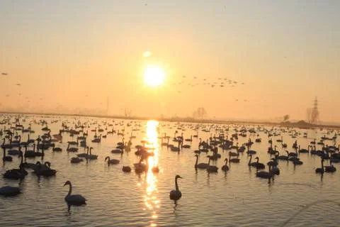 Swans lake Stock Photos