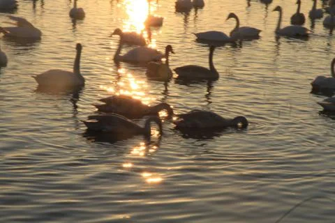 Swans lake Stock Photos