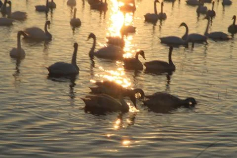 Swans lake Stock Photos