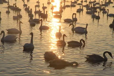 Swans lake Stock Photos