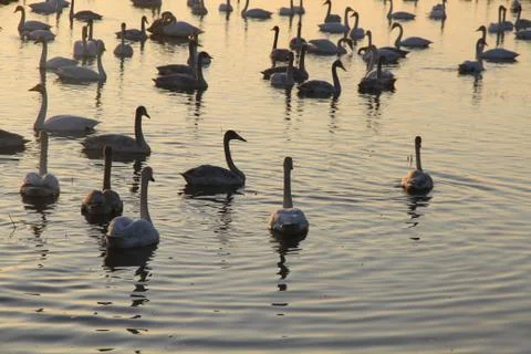 Swans lake Stock Photos