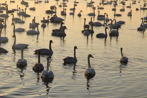 Swans lake Stock Photos