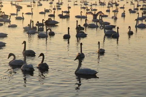 Swans lake Stock Photos