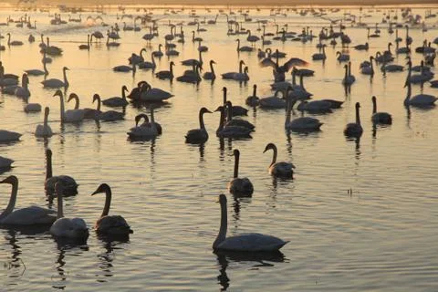 Swans lake Stock Photos