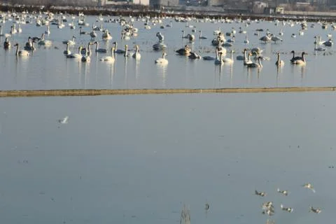 Swans lake Stock Photos