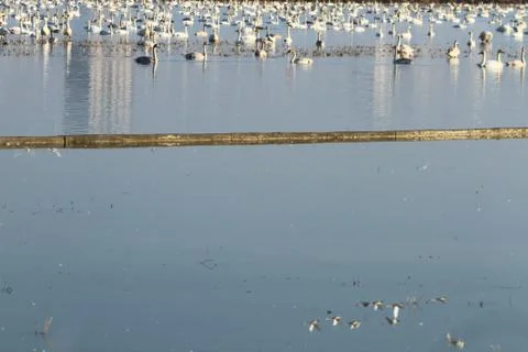 Swans lake Stock Photos