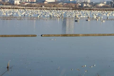 Swans lake Stock Photos