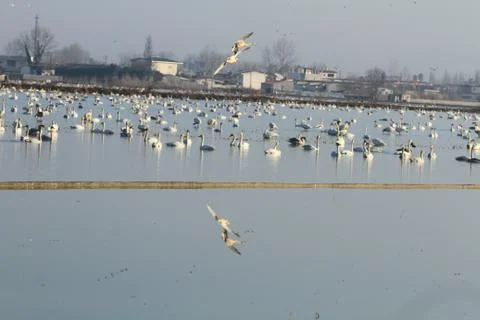 Swans lake Stock Photos