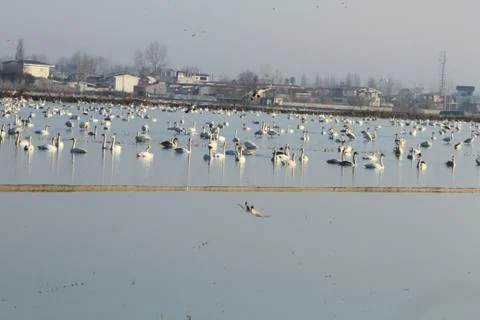 Swans lake Stock Photos