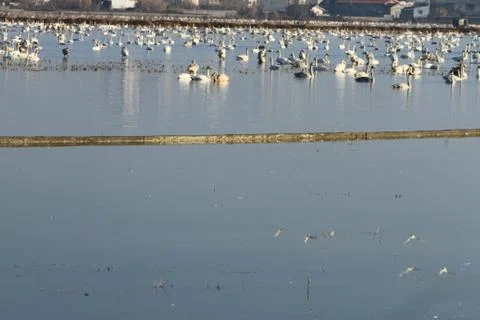 Swans lake Stock Photos