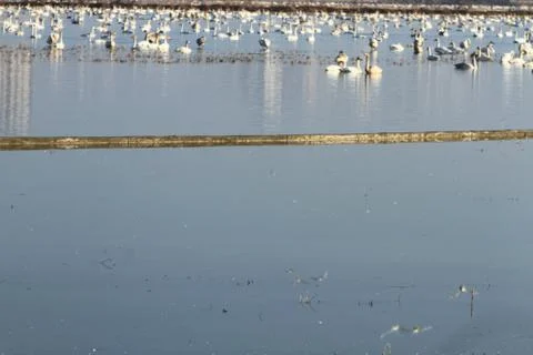 Swans lake Stock Photos