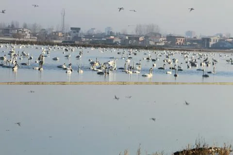 Swans lake Stock Photos