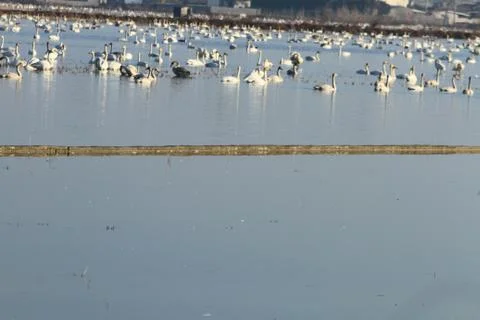 Swans lake Stock Photos