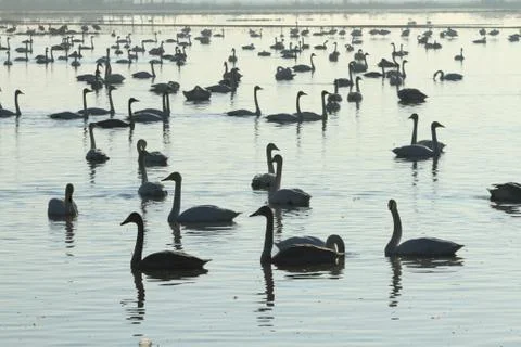 Swans lake Stock Photos