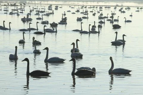 Swans lake Stock Photos