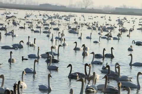 Swans lake Stock Photos
