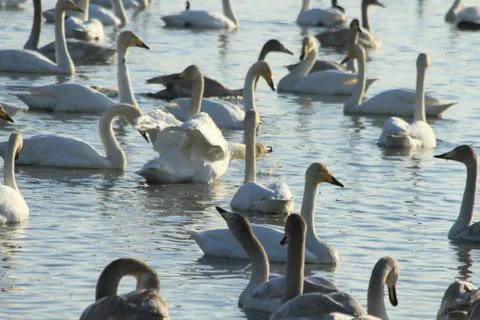 Swans lake Stock Photos