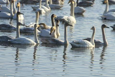 Swans lake Stock Photos