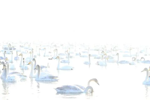 Swans lake Stock Photos