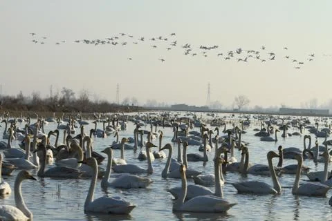 Swans lake Stock Photos