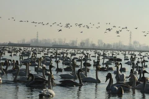 Swans lake Stock Photos