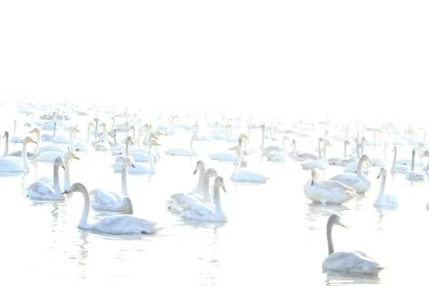 Swans lake Stock Photos